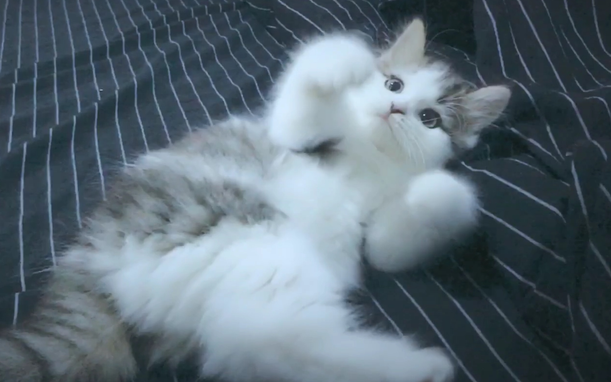 当你的手涂上猫薄荷会发生什么