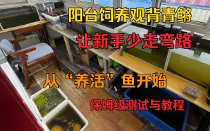 Download Video: 阳台饲养观背青鳉，让新手少走弯路，从“养活”鱼开始，保姆级测试与教程