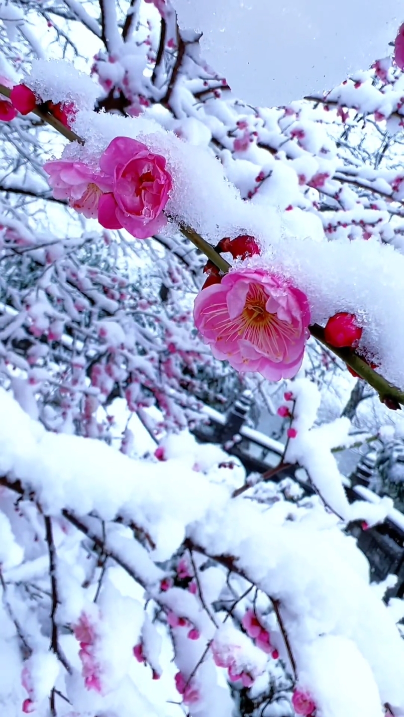 冬天梅花的照片图片