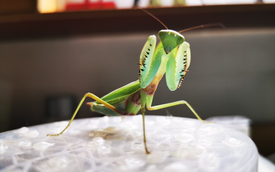 张氏斧螳威吓恐怖直立猿前肢