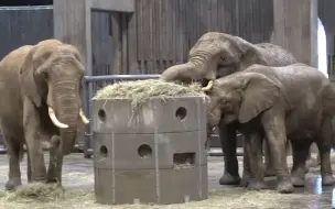 Descargar video: 伍珀塔爾動物園爲非洲草原象群改造出了更舒適的象房