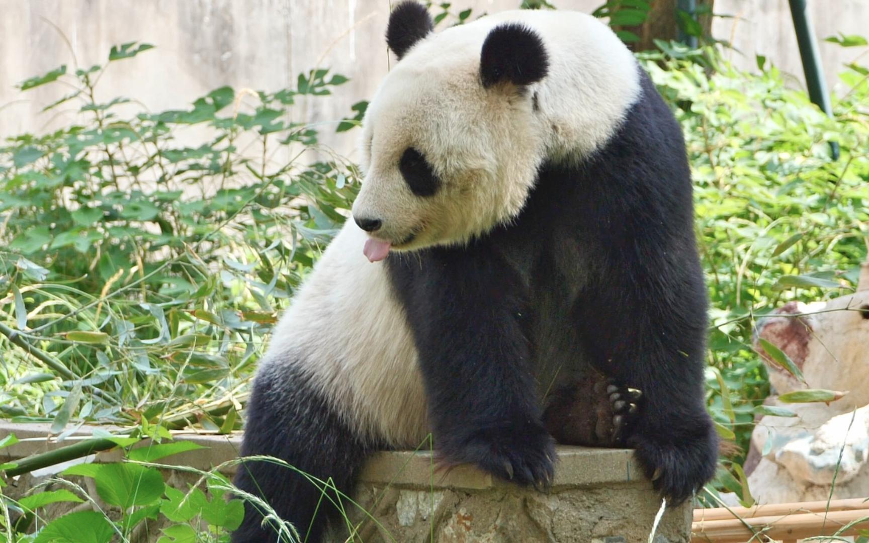 【大熊猫】搞笑天后喜乐 大长腿略略略 国宝的凝视