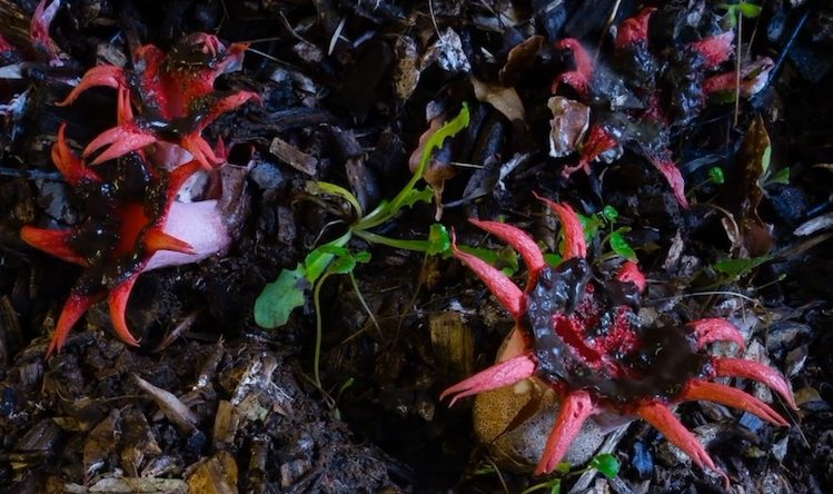 红星头菌 红星头鬼笔 aseroe rubra (yt@planetfungi