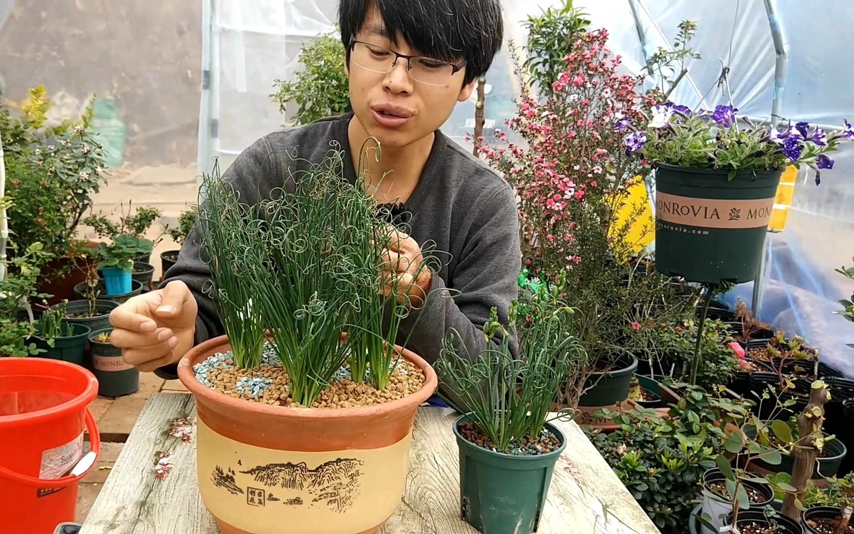 叶子像弹簧一样的花卉你见过吗?花好不好看不重要,关键叶子漂亮哔哩哔哩bilibili