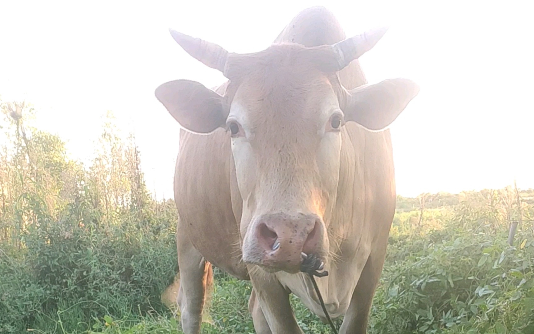 牛爷爷的报恩练习?