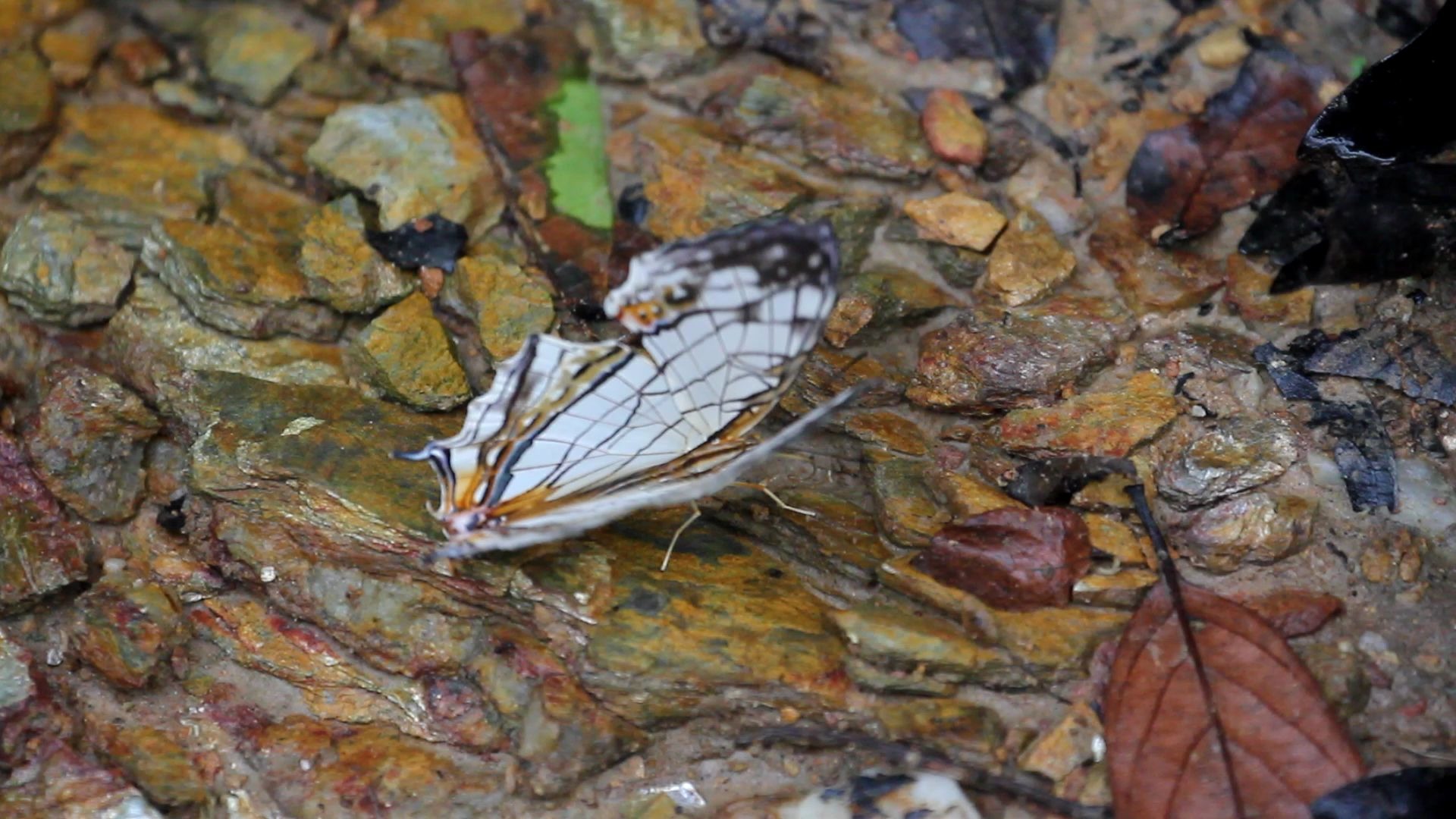 专题:深圳自然影像志——丝纹蛱蝶(cyrestis thyodamas)