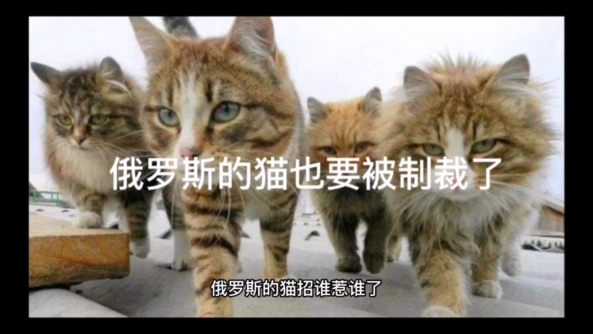 俄罗斯的猫被制裁图片