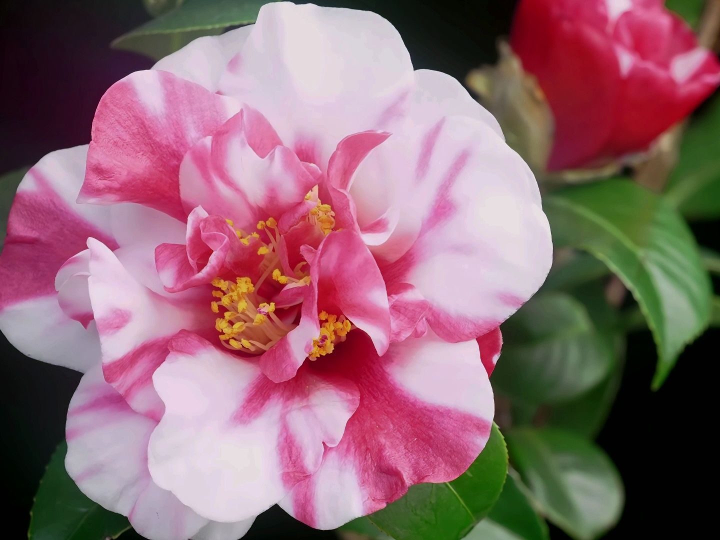 【原创】【延时摄影】每天来看一朵花开/茶花花露珍