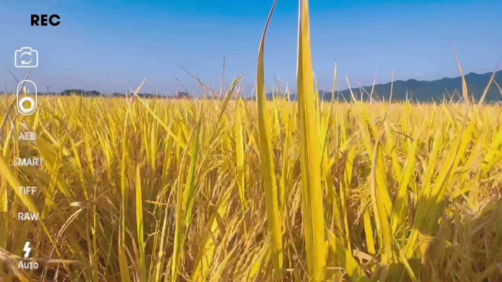 [图]五谷丰登，日阳高照。