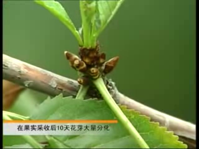 樱桃种植一点通樱桃的栽培种植技术哔哩哔哩bilibili