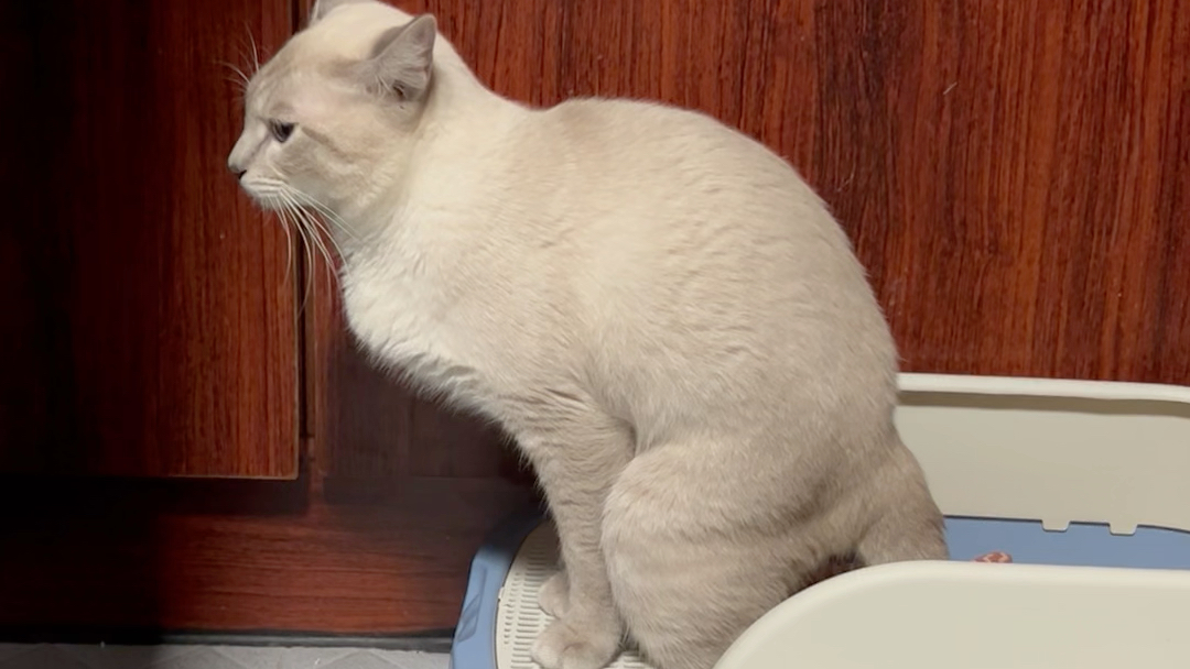 你们的猫是这样拉臭臭的吗
