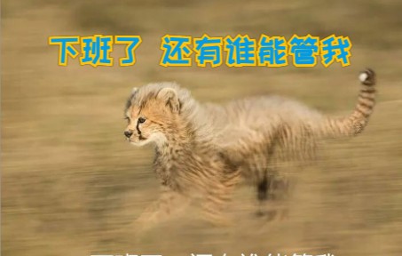 真正的猎手 从来不弱小【猎豹混剪】哔哩哔哩bilibili