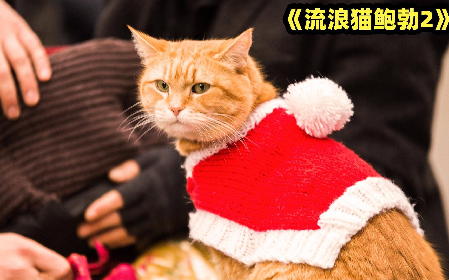 [图]猫咪对人的救赎！流浪猫鲍勃的最后遗作，治愈千万人的圣诞节礼物