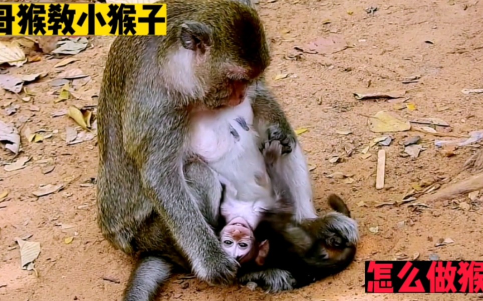 小老鼠被母猴子一脚定乾坤