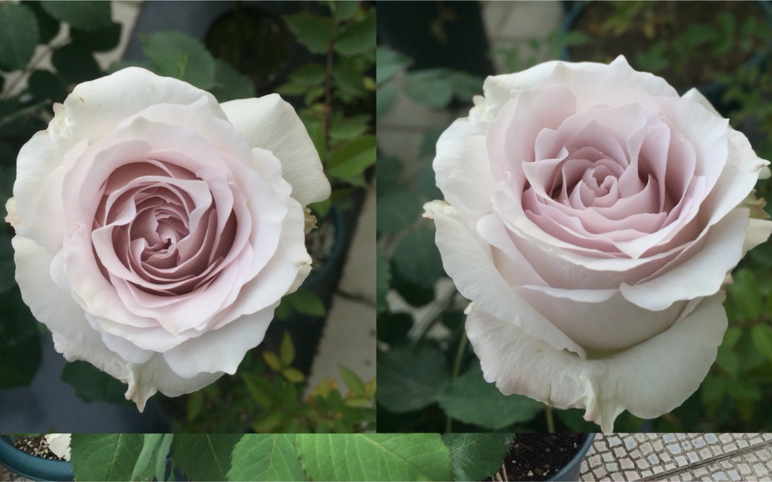 活动作品不仅仅是放大版的加百列莎菲月季