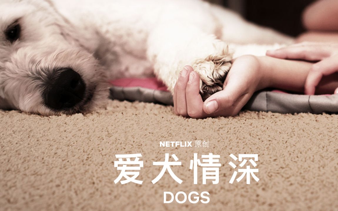 英语中字netflix纪录片爱犬情深第一季dogsseason1