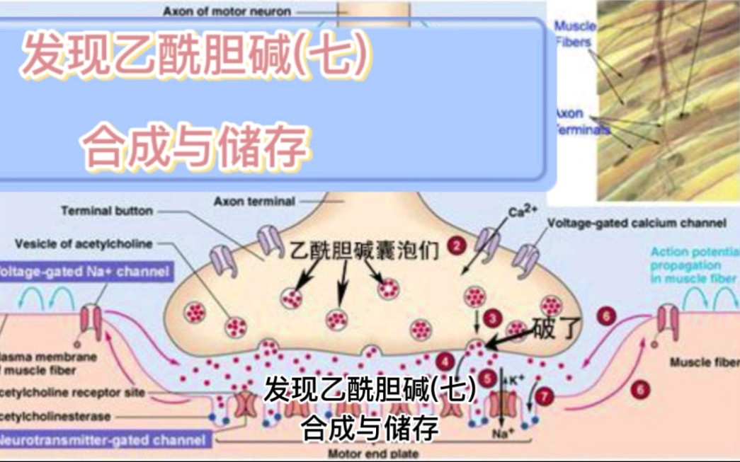 發現乙酰膽鹼(七) 合成與儲存