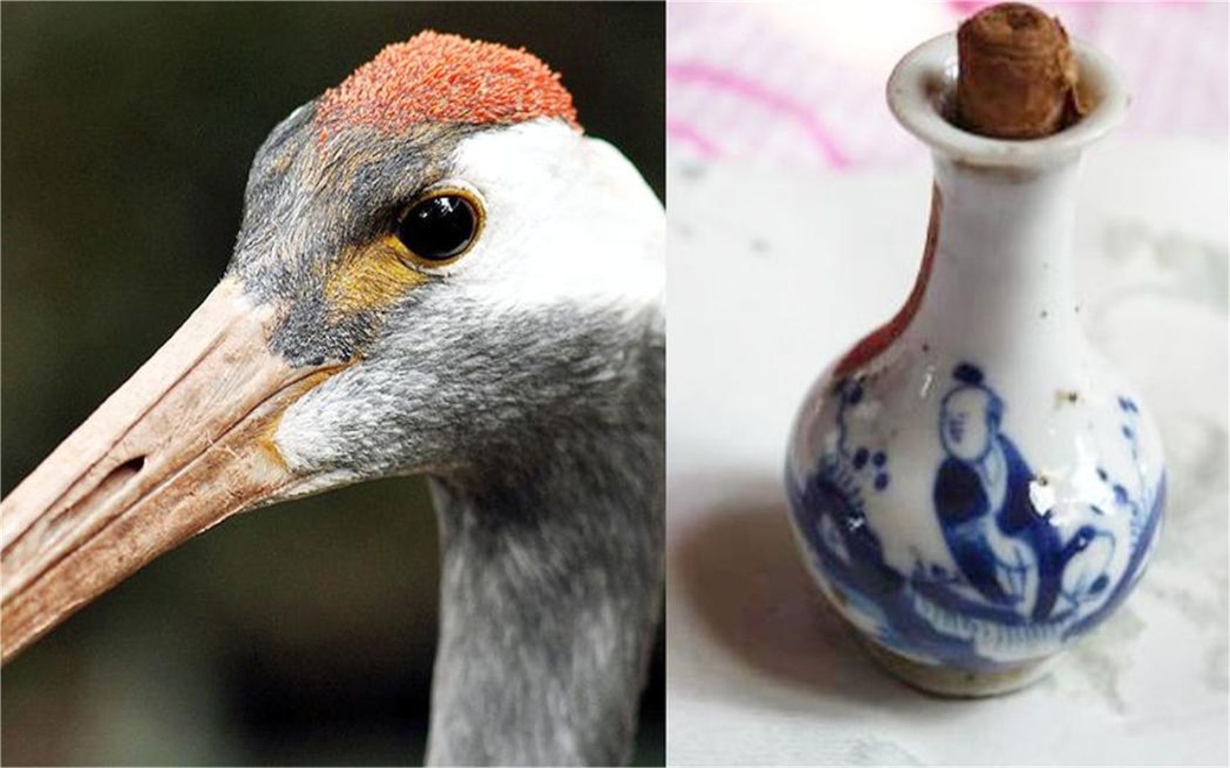 古代的毒药"鹤顶红",跟丹顶鹤有啥关系?看完疑惑解开了!