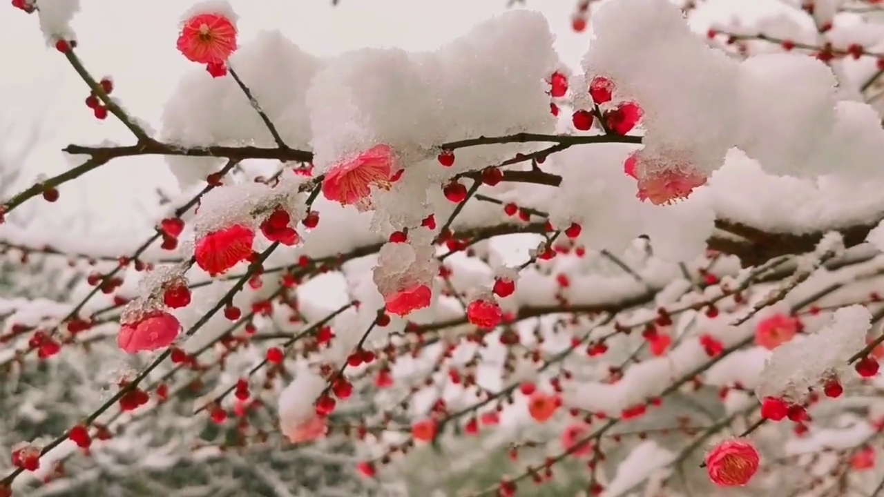 [图]飘雪的季节更想你赏花听歌瑞雪纷飞兆丰年雪中梅花