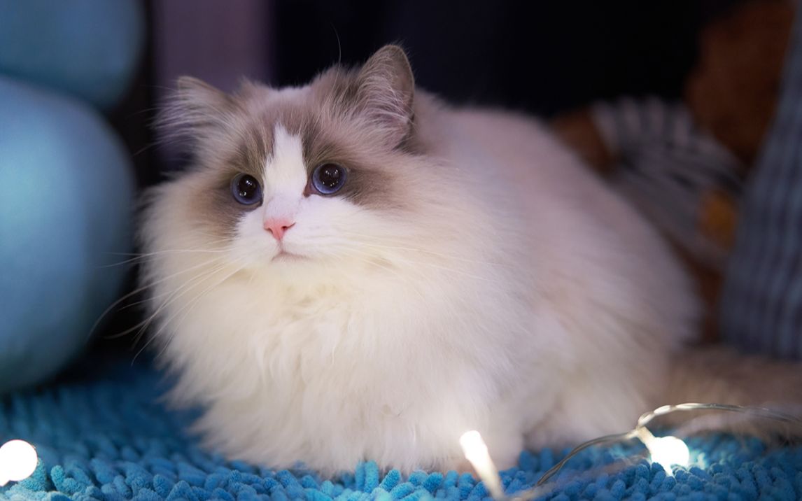 【布偶猫】小猫咪总觉得铲屎官藏了好吃的,非要挤进去看看