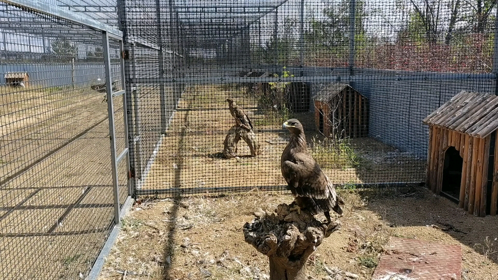 野生动物救助中心图片