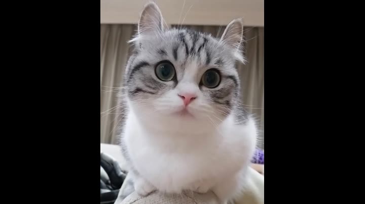 komaru喵喵窝在主人身上用大眼睛盯着你哦