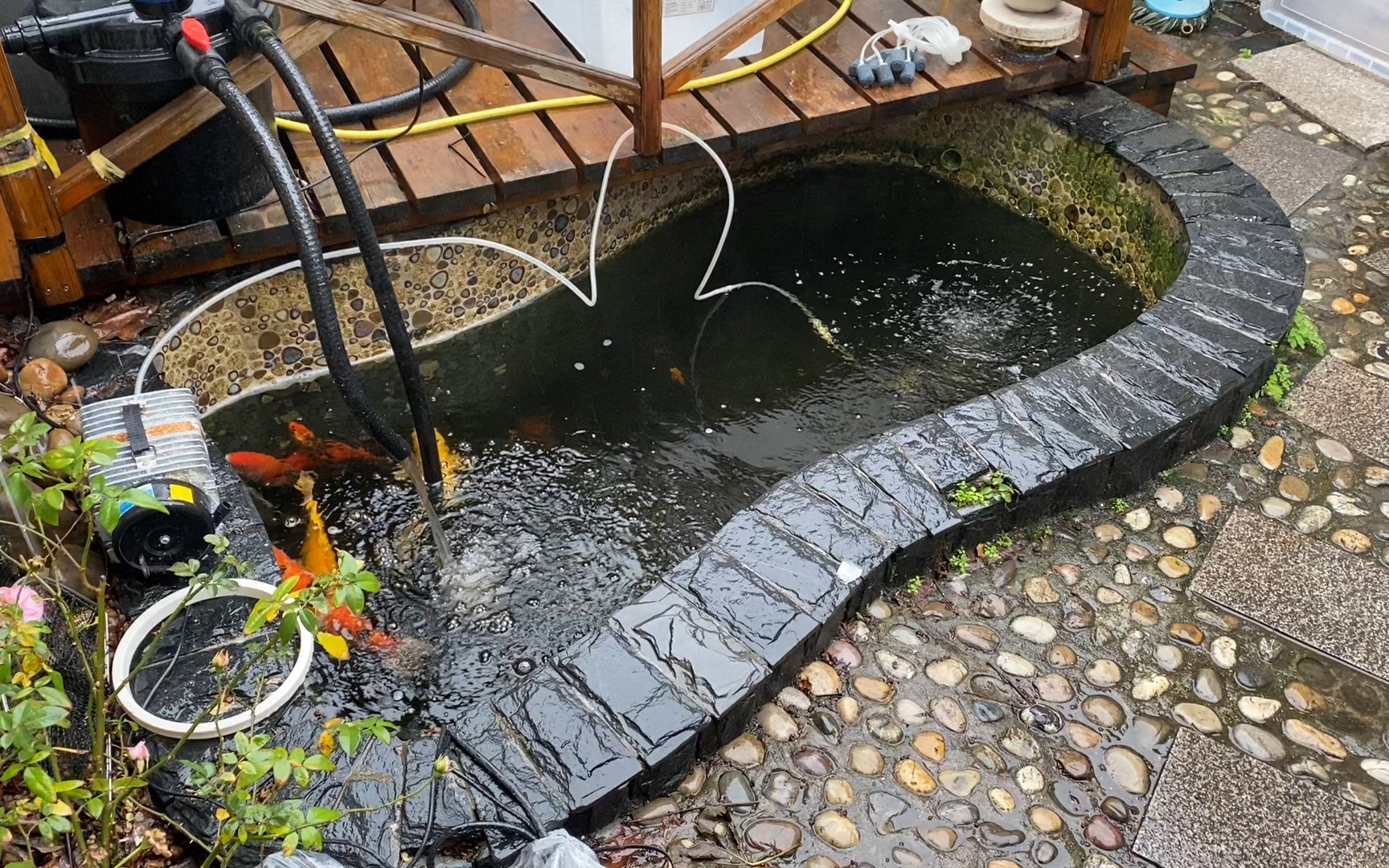 院子里的小池塘