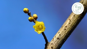 种植养护腊梅 哔哩哔哩 つロ干杯 Bilibili