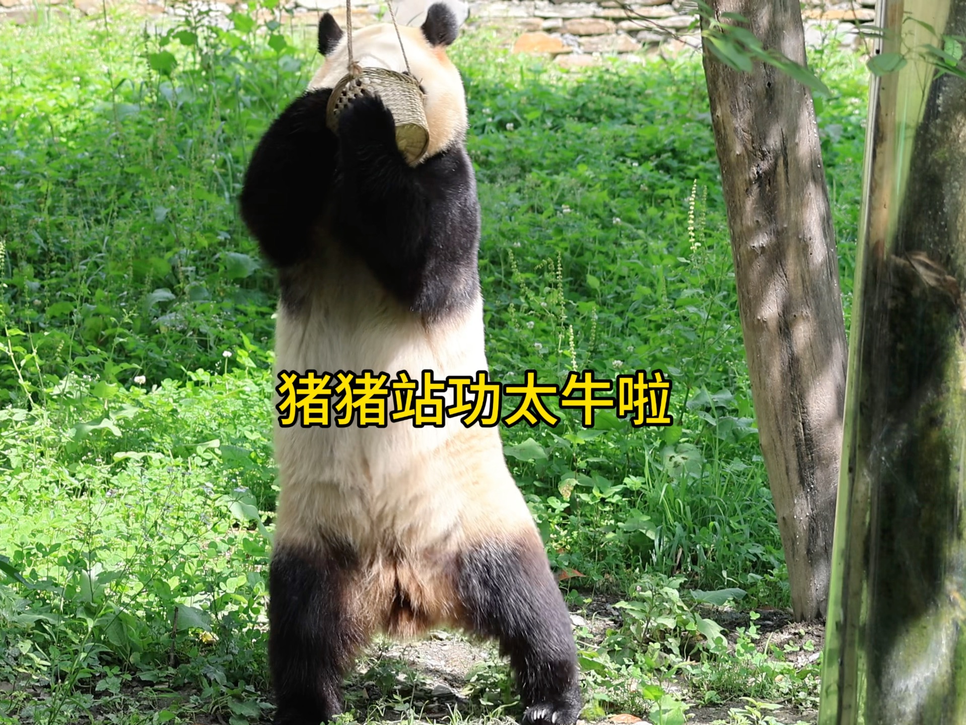 【大熊猫福宝】715奶爸加餐,福猪猪完美站立掏小兜兜里的窝窝头!