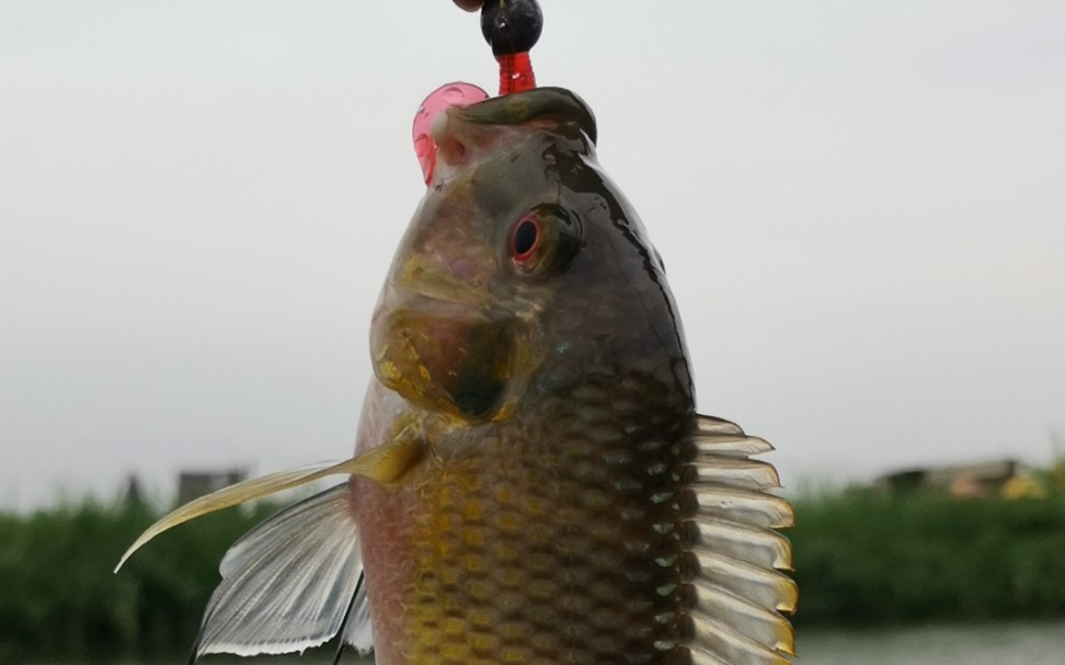 干啥都菜用m调杆子根钓罗非鱼是什么体验路亚罗非鱼