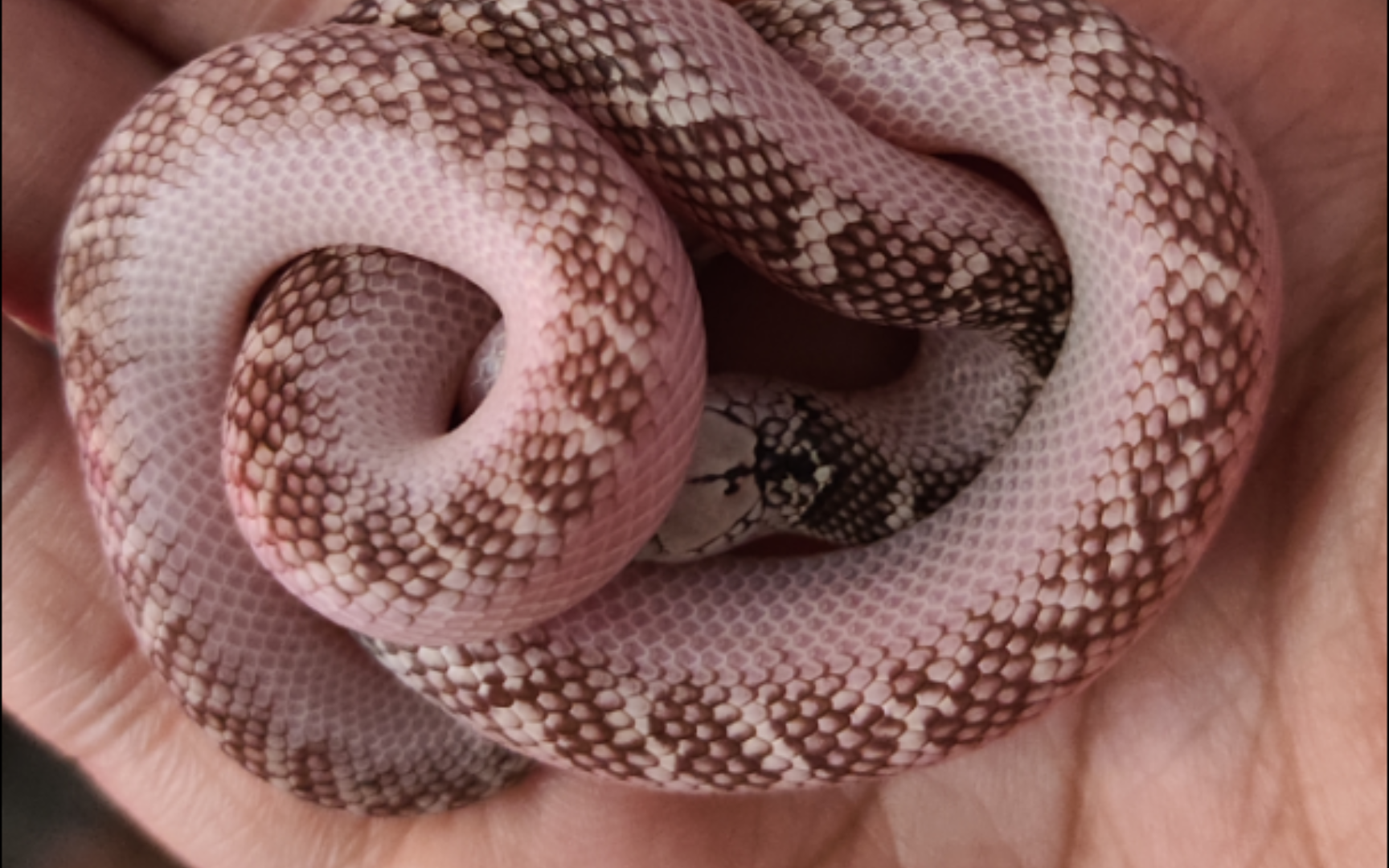 发个久违的白边布鲁克开箱视频