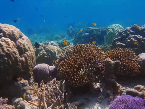 金魚魚群遊動海底世界海草魚生物海洋主題婚慶結婚婚禮舞臺led大屏幕