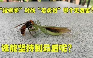 Descargar video: 当“螳螂拳”对战“老虎钳”哪个更厉害？到底谁才能坚持到最后