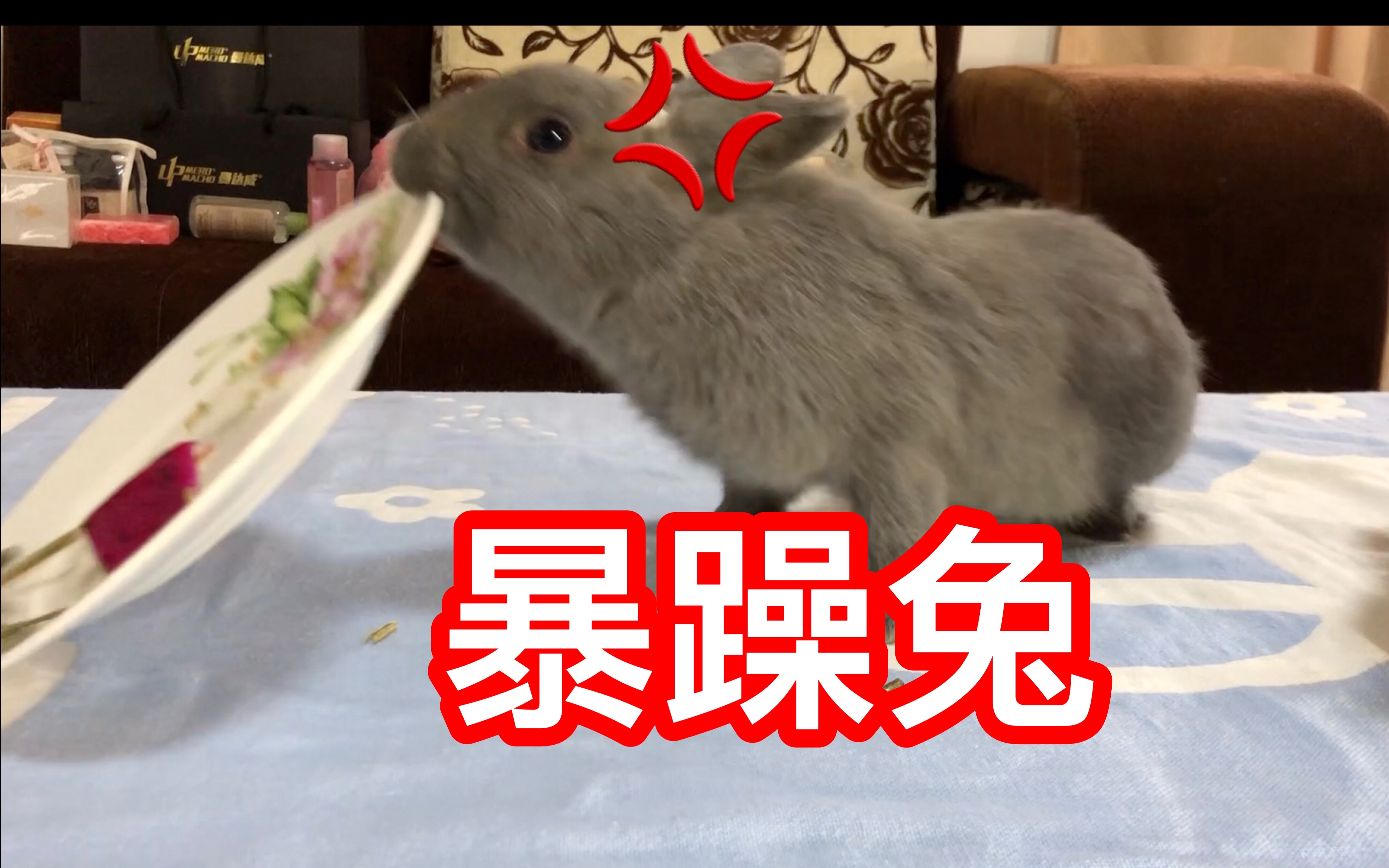 暴躁兔子的下场!悲剧了