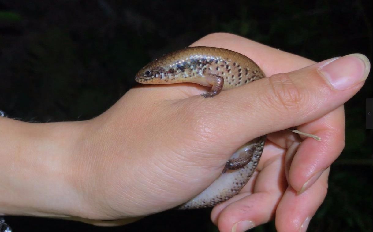 活动  偶遇光蜥