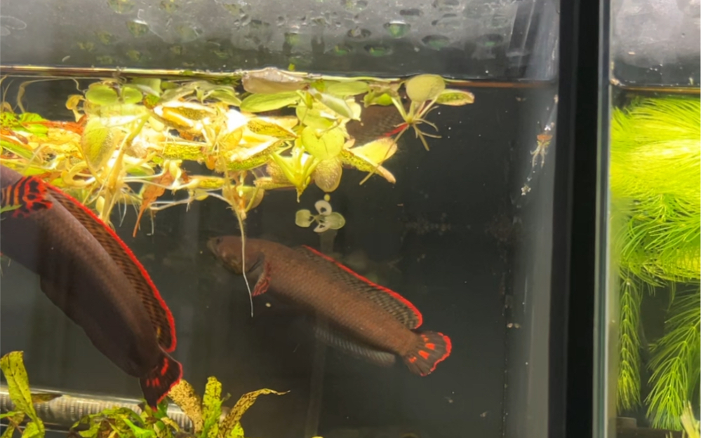 巧克力七彩雷龙繁殖带苗子中