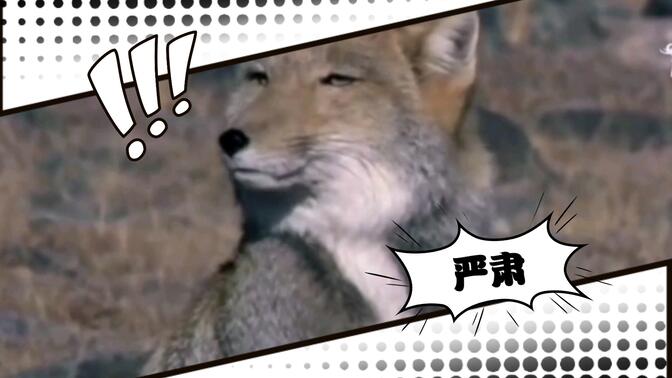 藏狐 可爱名场面 那些经典的表情包