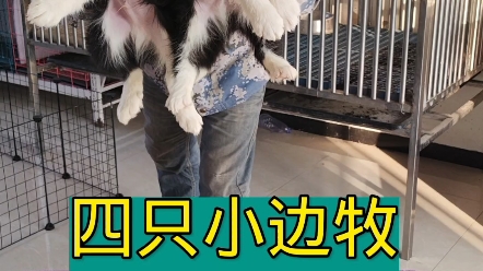 【永正犬舍】更新了一条视频,快来围观!哔哩哔哩bilibili