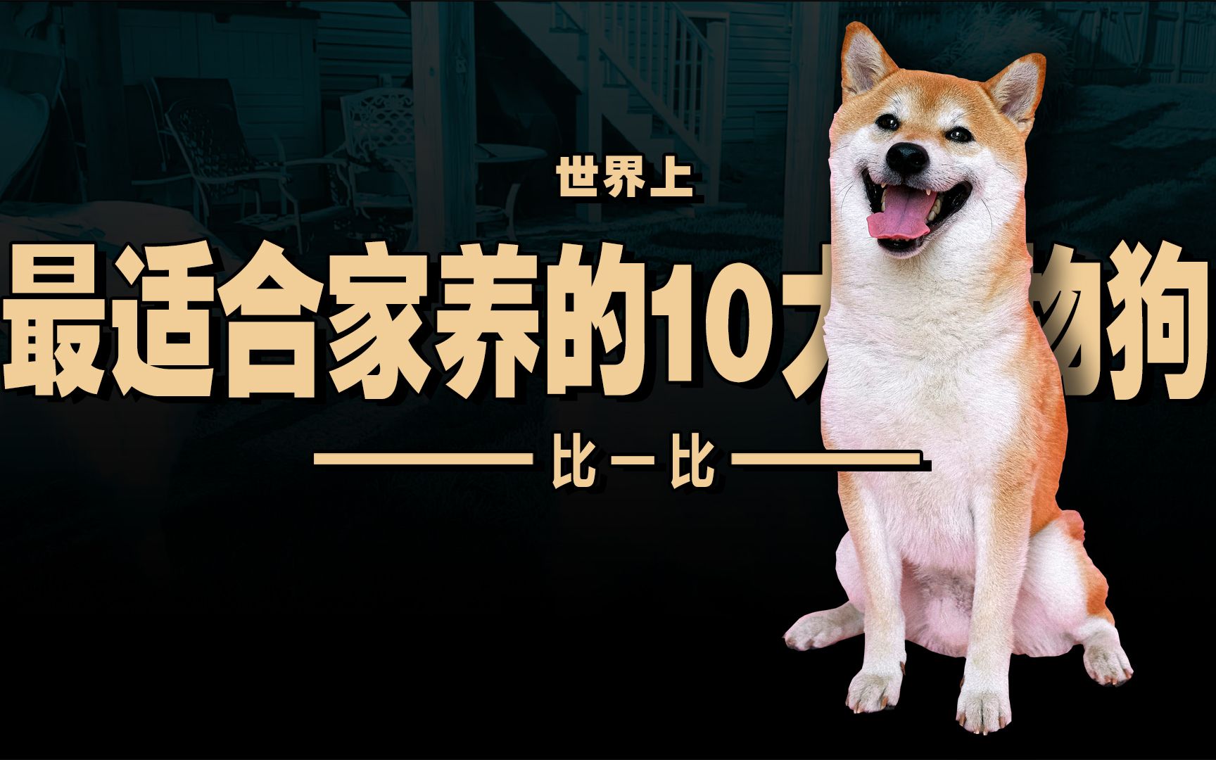 [图]比一比：最适合家养的TOP10宠物狗