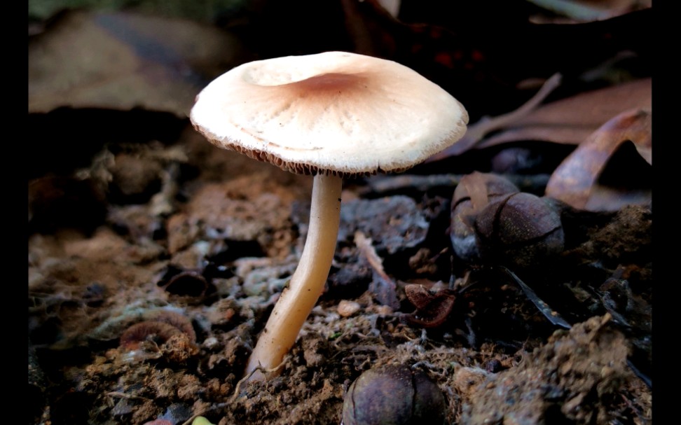 栎金钱菌——摄于广州筲箕窝