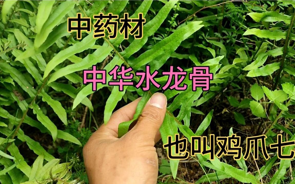 跌打损伤,清热利湿?农村的中华水龙骨有很好的作用,认识一哈哔哩哔哩bilibili