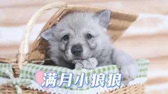 Download Video: 小狼崽崽的满月记录【捷克狼犬】