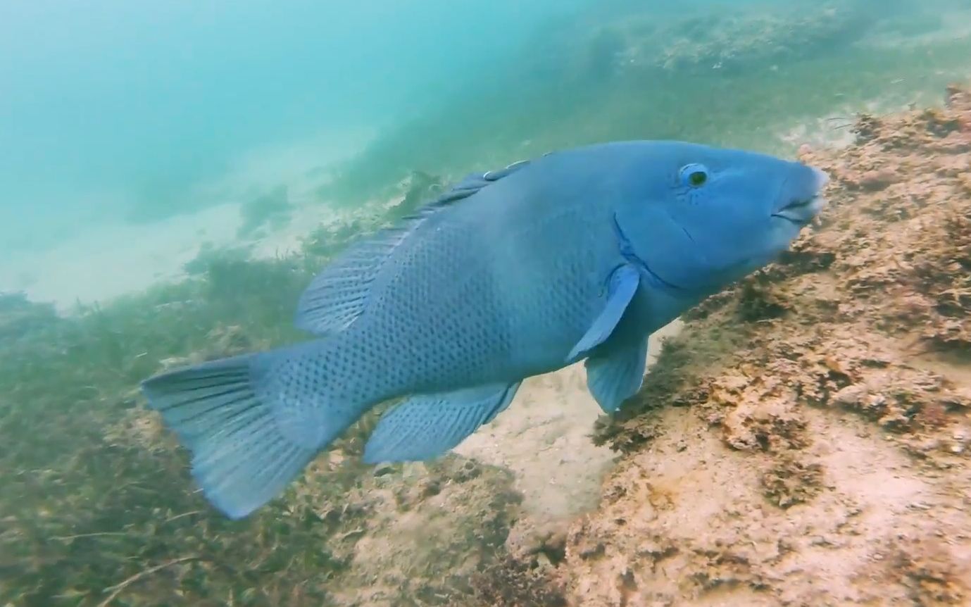 绿蓝唇鱼vs雀鲷