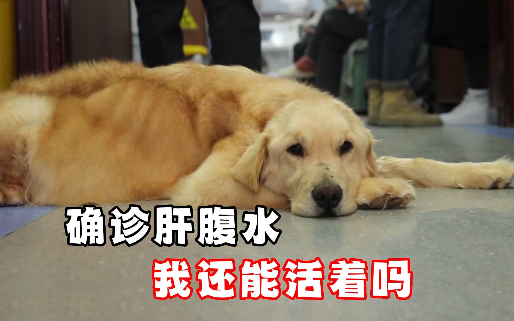 800元救下的金毛确诊肝腹水,高昂的治疗费让人束手无策,无奈只能回家