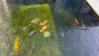 开箱实测鱼池底排飞碟，效果惊艳，值得推荐！
