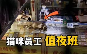 Descargar video: 当老板把猫咪放店里，让他“值班”时