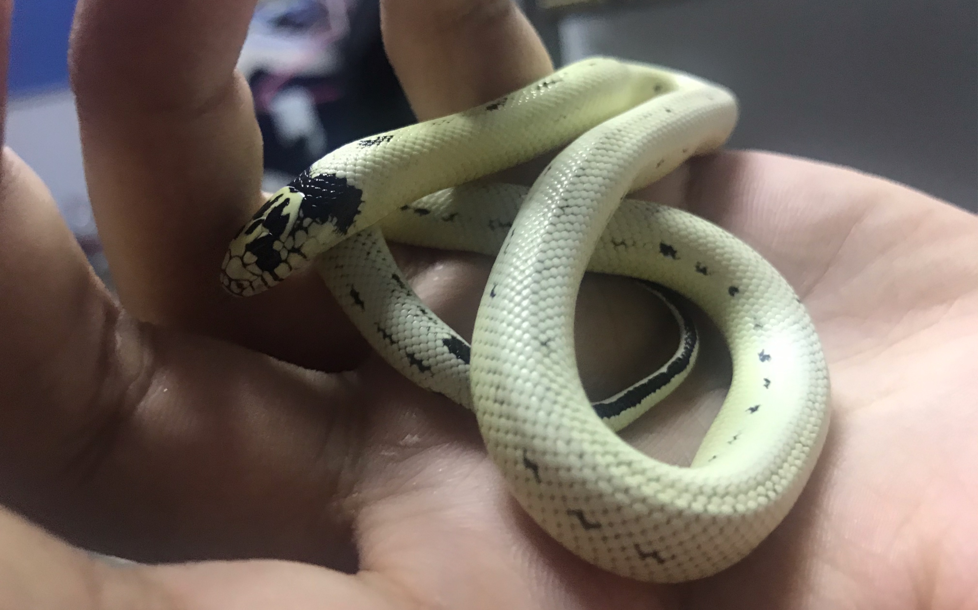 【高白王蛇】小点墨到新家的第一顿饭