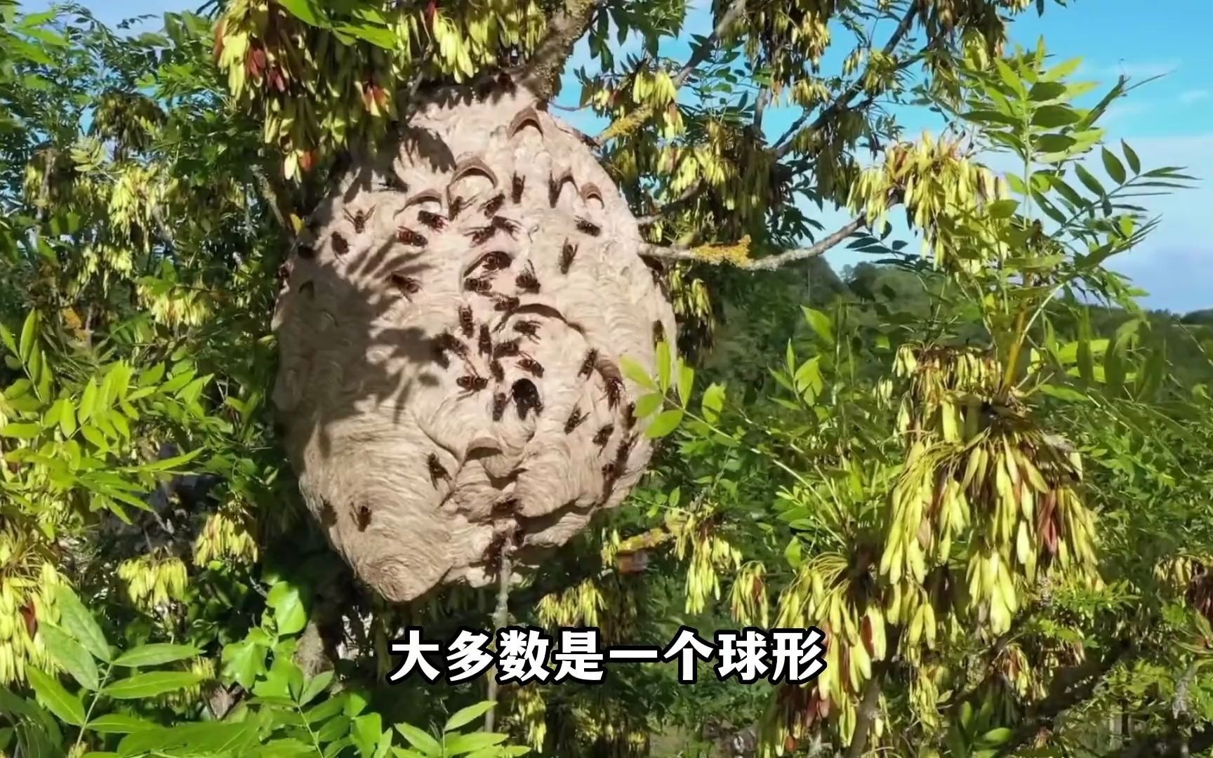 蜜蜂窝和马蜂窝区别图片