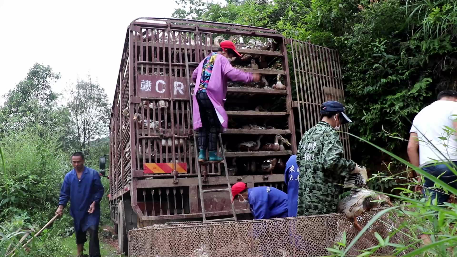 农村大叔养了2个月的鸭,卖了4万元,这一批鸭的价格让他小挣一笔哔哩哔哩bilibili