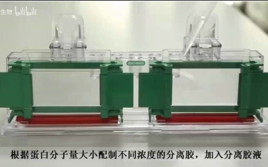 western blot蛋白印迹方法原理实验步骤哔哩哔哩bilibili